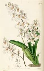 Illustration of Tolumnia pulchella (as syn. Oncidium pulchellum)